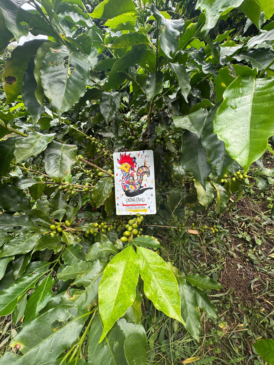 A Thousand and One Coffee Places to Visit — Journey #1: Finca Santa Lucía