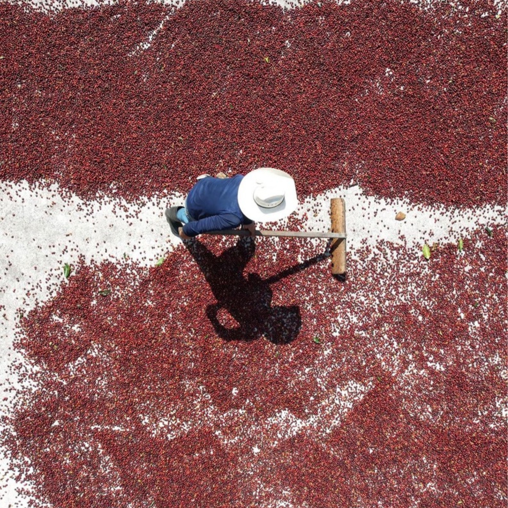 Lempira | Honduras, Medium Roast