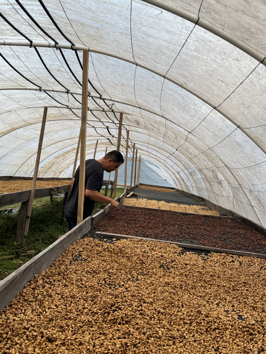 EL HABESHA YIRGACHEFFE - ETHIOPIA