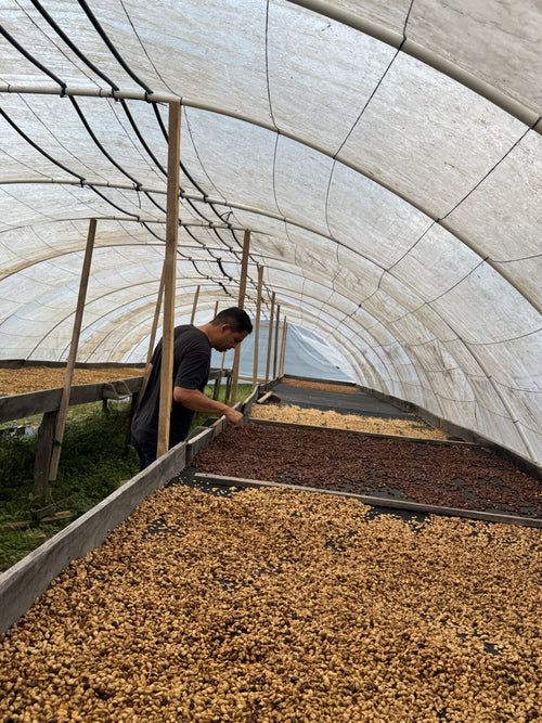 EL HABESHA YIRGACHEFFE - ETHIOPIA