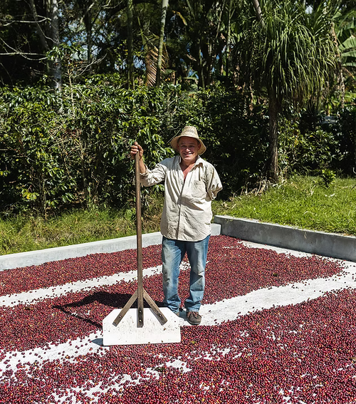 5 Stars Morazán | Honduras, Medium Roast